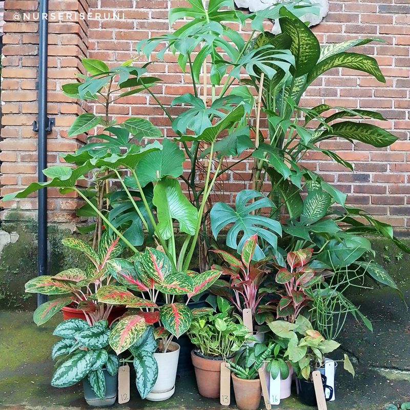 Nurseri Seruni